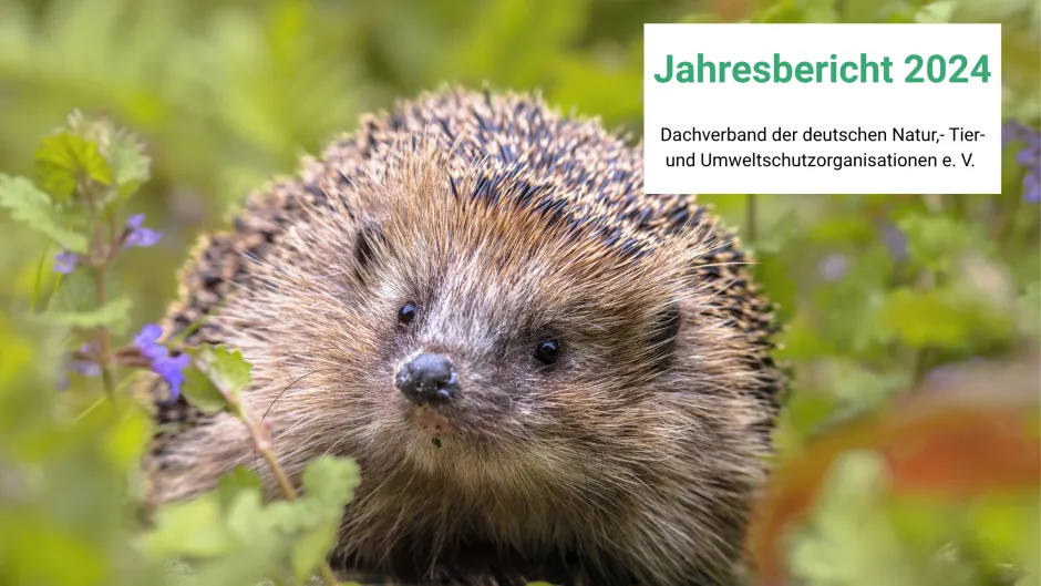 Igel auf Wiese mit Kasten "Jahresbericht 2024"